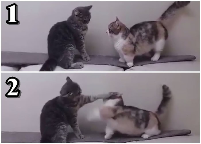可爱小猫咪互相打闹,令人不禁捧腹大笑。