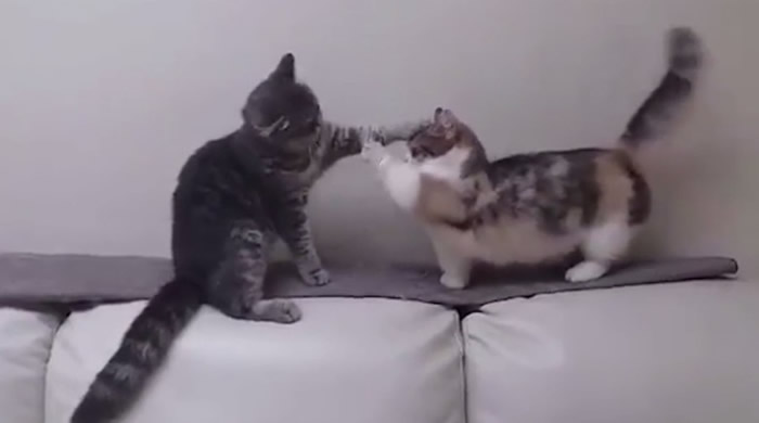 虎斑猫(左)反应迅速,即时伸爪制止曼切堪猫(右)。