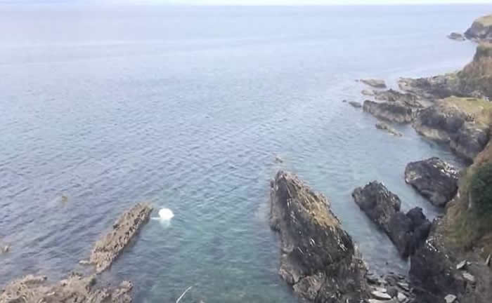 英国康瓦尔郡海边发现罕见世界上最大鲨鱼姥鲨尸体