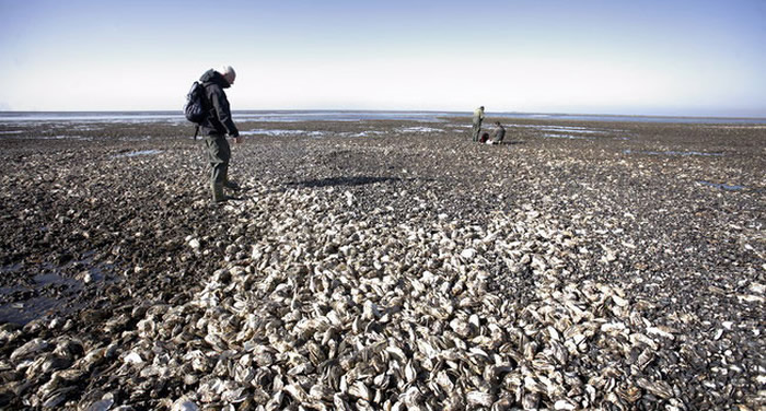 丹麦太平洋生蚝破坏海岸生态。