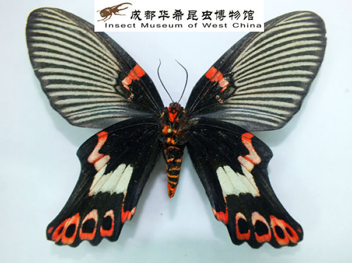 华希昆虫博物馆再次发现宽尾凤蝶。