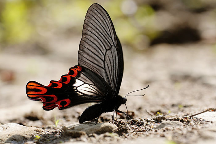 台湾的宽尾凤蝶。(图/翻摄自行政院农委会特生中心,摄影林介生)