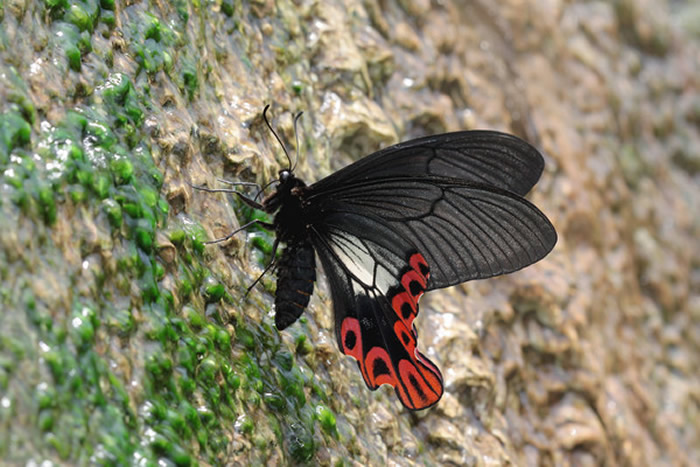 台湾的宽尾凤蝶。(图/翻摄自行政院农委会特生中心,摄影李俊延)