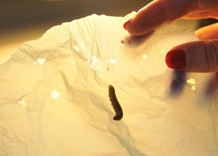 蜡蛾幼虫体内酵素具分解塑胶的功能。