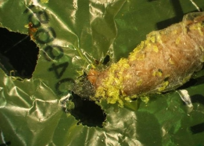 蜡蛾幼虫有望成为解决塑胶垃圾的环保方案。