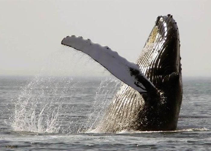 ��ͷ���ĵ���������ѱ����˷��֡�