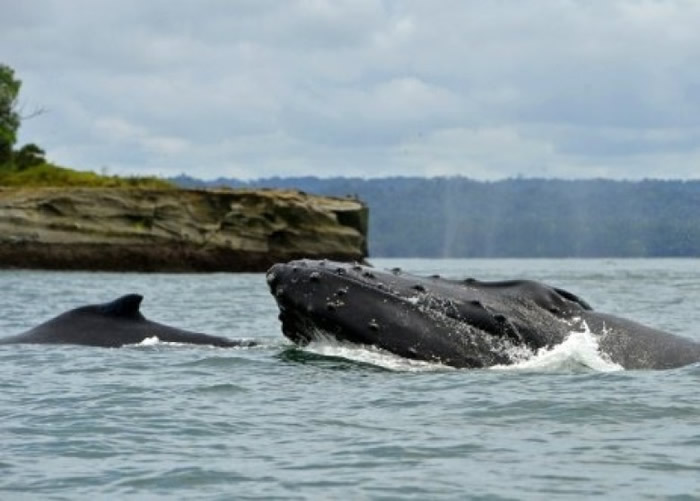 ��ͷĸ���Ե��������Ǳ����׾��ķ�����