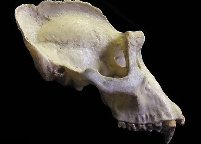 大猩猩矢状嵴大小与择偶有关。