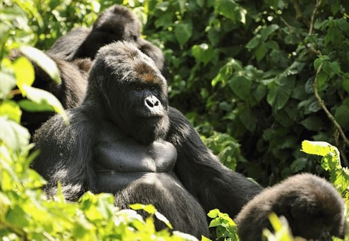 大猩猩与人类是近亲。