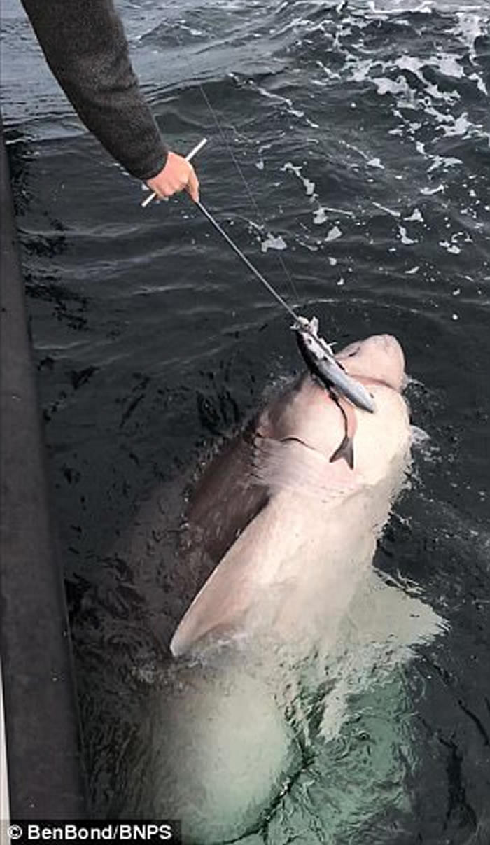 英国男子出海钓鱼意外捕获全欧洲最巨大的鲨鱼——灰六鳃鲨长逾7米