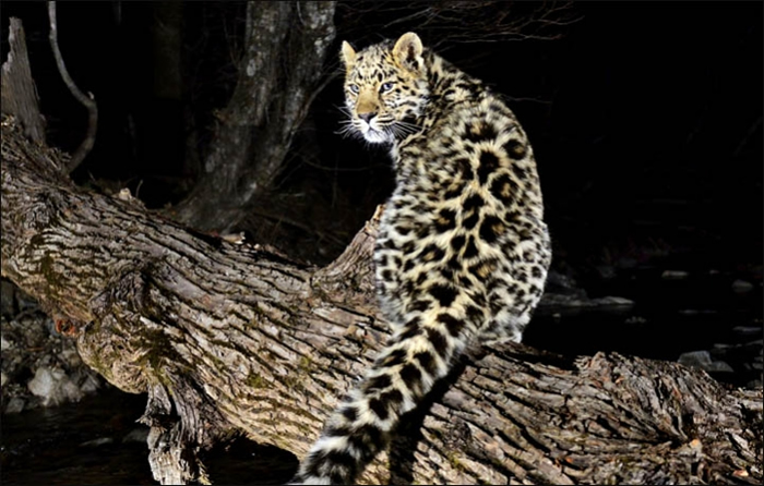 ֱ�������ϳ���ϡ�еĴ�è����Ұ���Զ����ʣ�²���60ֻ