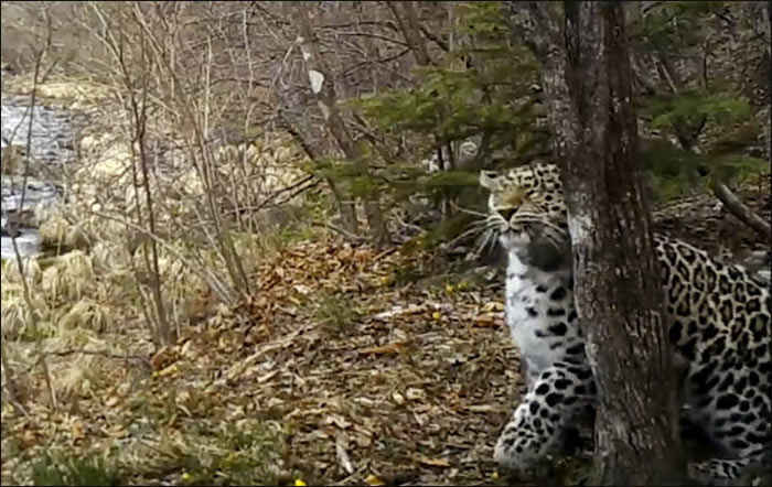 ֱ�������ϳ���ϡ�еĴ�è����Ұ���Զ����ʣ�²���60ֻ