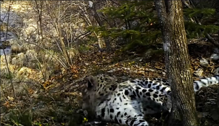 ֱ�������ϳ���ϡ�еĴ�è����Ұ���Զ����ʣ�²���60ֻ