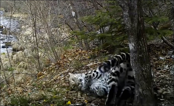 ֱ�������ϳ���ϡ�еĴ�è����Ұ���Զ����ʣ�²���60ֻ