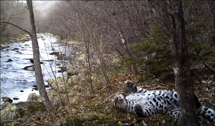 ֱ�������ϳ���ϡ�еĴ�è����Ұ���Զ����ʣ�²���60ֻ