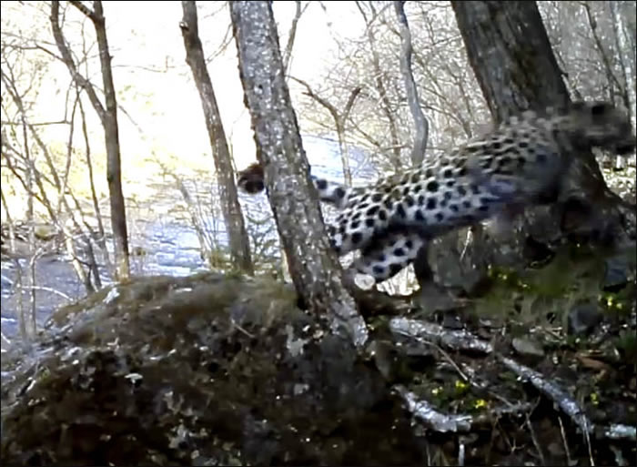 ֱ�������ϳ���ϡ�еĴ�è����Ұ���Զ����ʣ�²���60ֻ