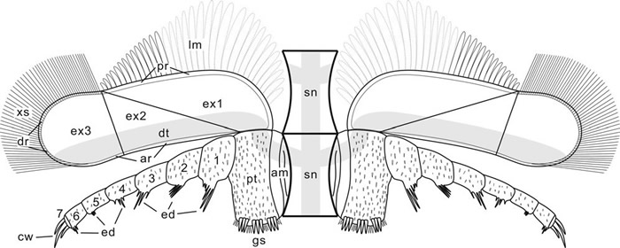 ������ʯ�³���֫��ԭ