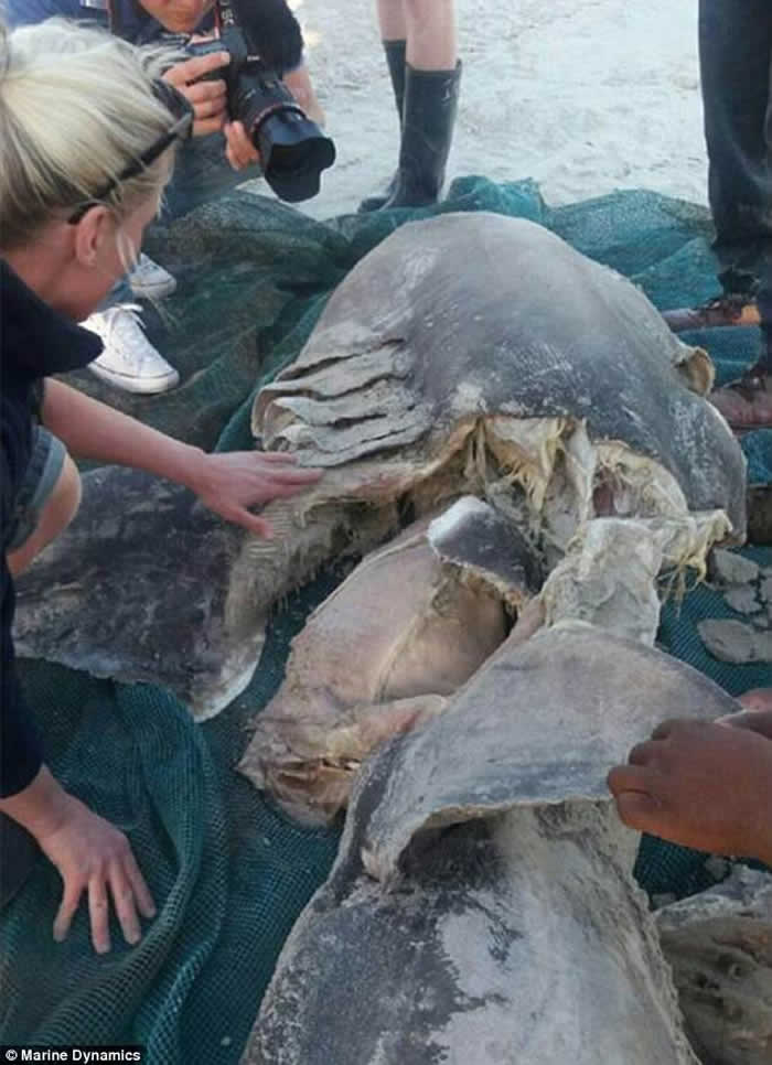 Ϸǹ辰㺼˹ݺĴ豻ַʽɱ׼ʽȥ