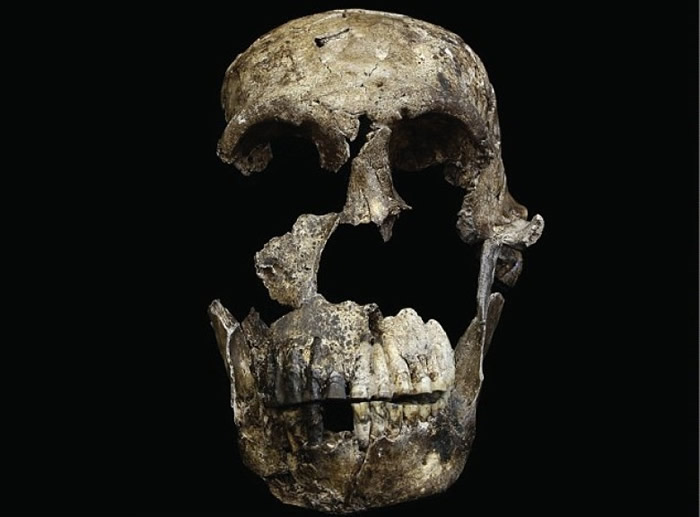 发现有助更了解纳莱蒂人。