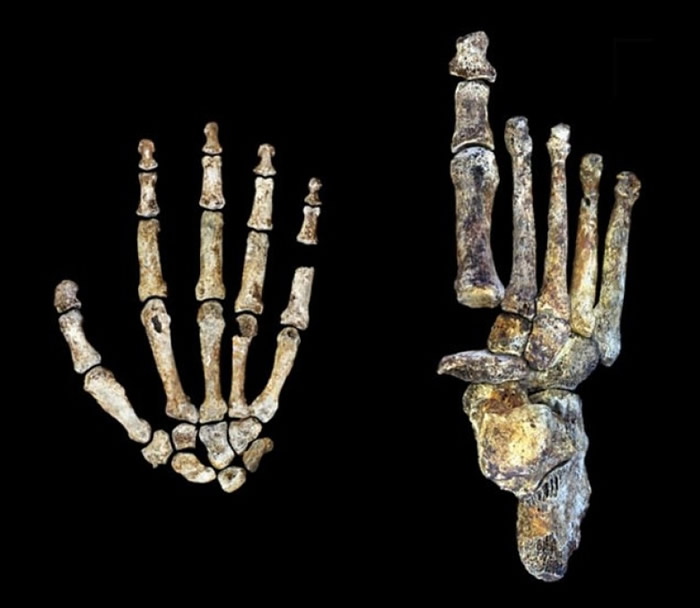 纳莱蒂人身体结构有多处特征与现今人类相似。