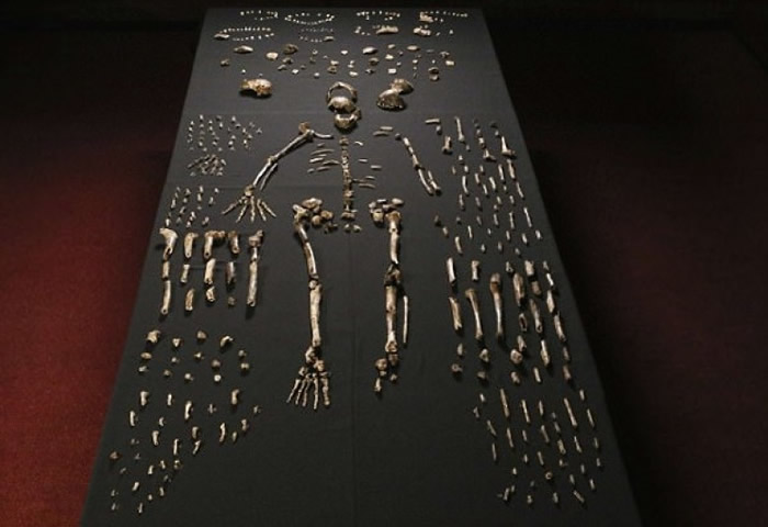 学界有望进一步了解纳莱蒂人。