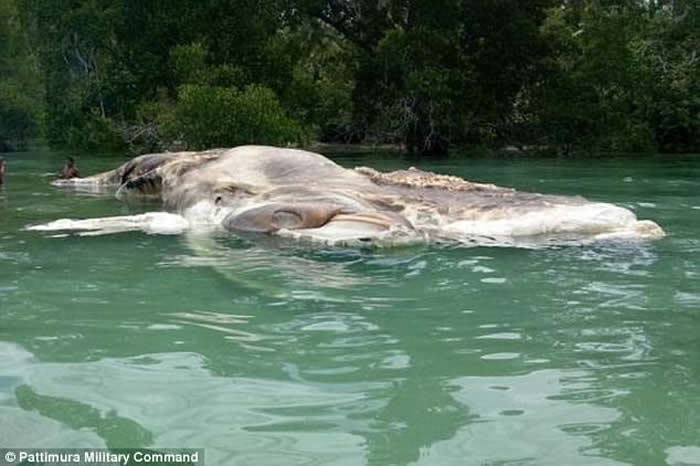 ����ͼ���Ǹ��þ�ʬ��