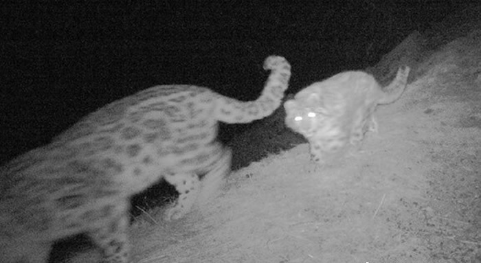 透过红外线相机,发现雪豹的踪迹。