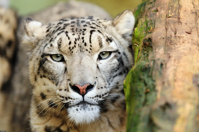 在乌鲁木齐东部和南部山区,已经有超过百只的野生雪豹。