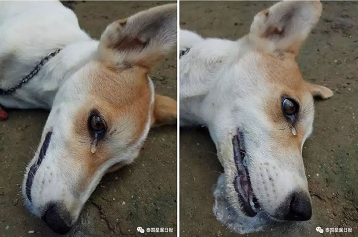 ̩�����˹����˹����¶�ҩ ����ǰ��������