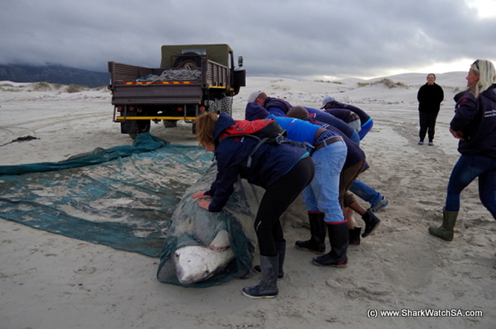 ɱ�˾��Դ�����ɱ�䣺�Ϸ����辰���˹�ݺ�̲���ֶ�ߴ����ʬ��