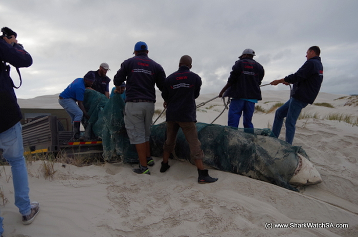 ɱ�˾��Դ�����ɱ�䣺�Ϸ����辰���˹�ݺ�̲���ֶ�ߴ����ʬ��