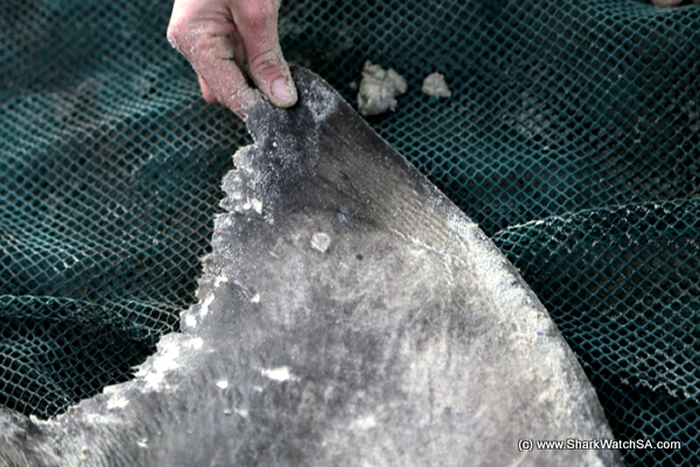 ɱ�˾��Դ�����ɱ�䣺�Ϸ����辰���˹�ݺ�̲���ֶ�ߴ����ʬ��