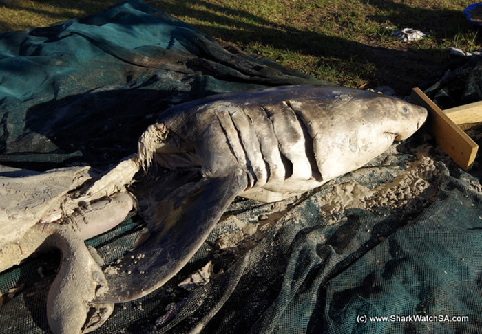 ɱ�˾��Դ�����ɱ�䣺�Ϸ����辰���˹�ݺ�̲���ֶ�ߴ����ʬ��