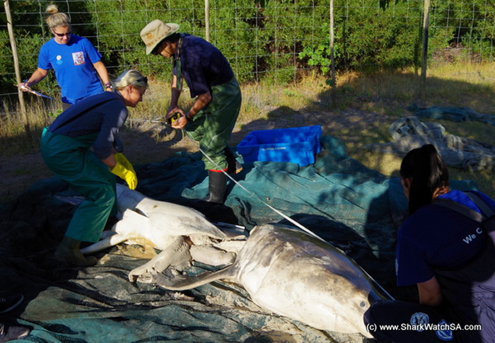 ɱ�˾��Դ�����ɱ�䣺�Ϸ����辰���˹�ݺ�̲���ֶ�ߴ����ʬ��