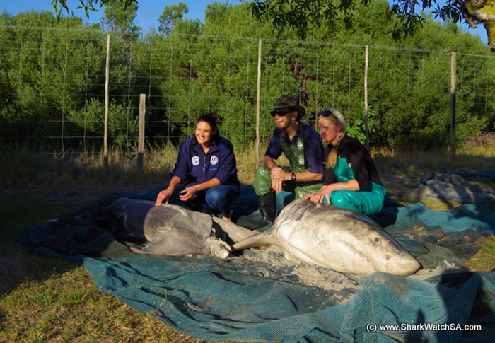 ɱ�˾��Դ�����ɱ�䣺�Ϸ����辰���˹�ݺ�̲���ֶ�ߴ����ʬ��