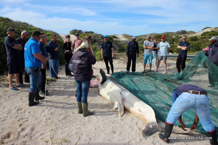 ɱ�˾��Դ�����ɱ�䣺�Ϸ����辰���˹�ݺ�̲���ֶ�ߴ����ʬ��