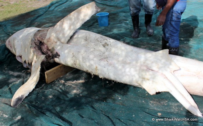 ɱ�˾��Դ�����ɱ�䣺�Ϸ����辰���˹�ݺ�̲���ֶ�ߴ����ʬ��