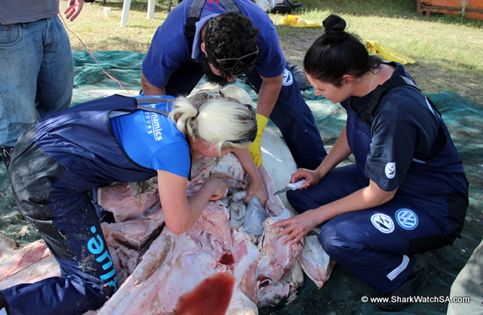 ɱ�˾��Դ�����ɱ�䣺�Ϸ����辰���˹�ݺ�̲���ֶ�ߴ����ʬ��