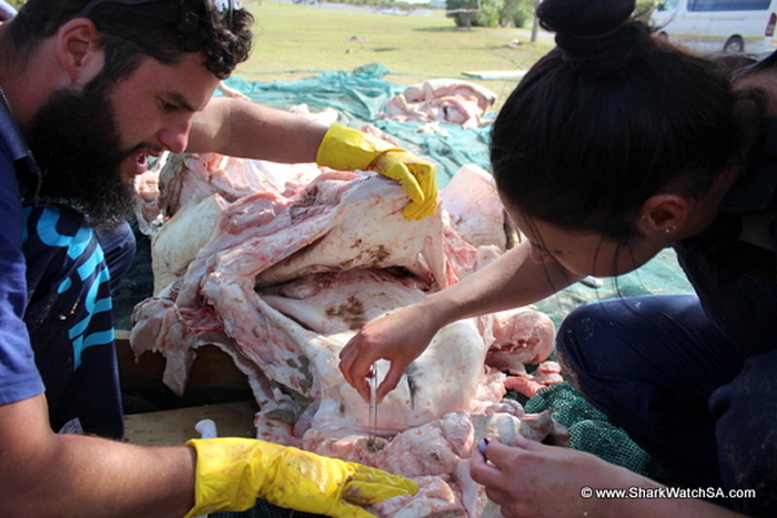 ɱ�˾��Դ�����ɱ�䣺�Ϸ����辰���˹�ݺ�̲���ֶ�ߴ����ʬ��