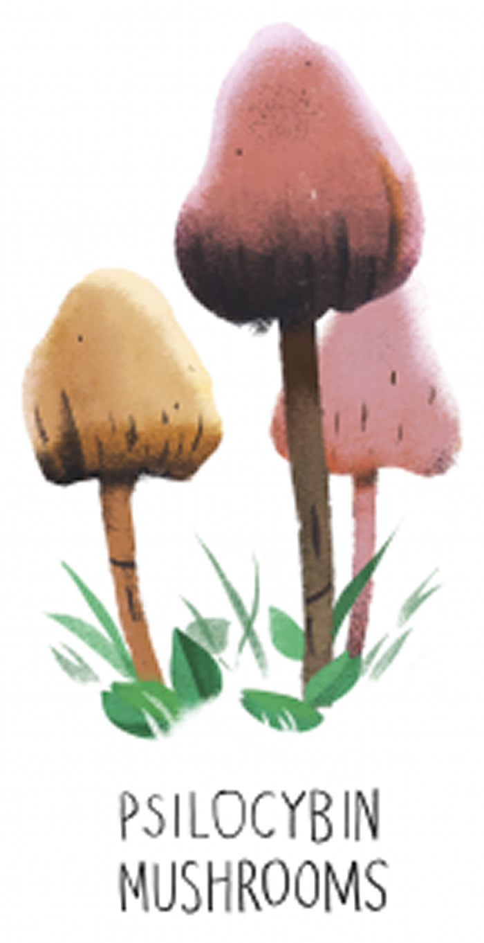 迷幻蘑菇(裸盖菇) /ILLUSTRATION BY MIKE DUTTON