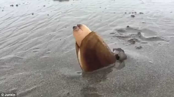 �������ո���ɳ̲������ʳ ���ڶ����ŷ��������