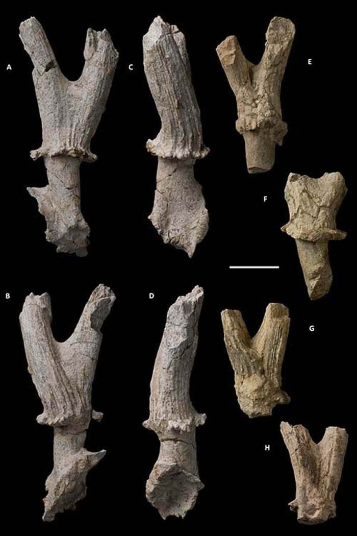 ������ظ߼�ɽ�ص�¹�໯ʯ����������ͼ��