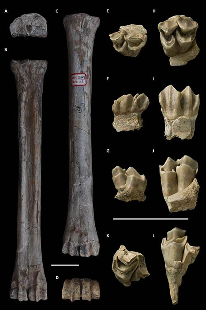 ������ظ߼�ɽ�ص㳤��¹�໯ʯ����������ͼ��