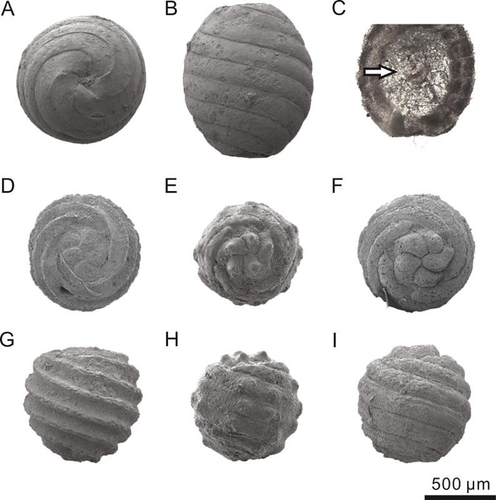 山东平邑盆地部分轮藻化石属种
