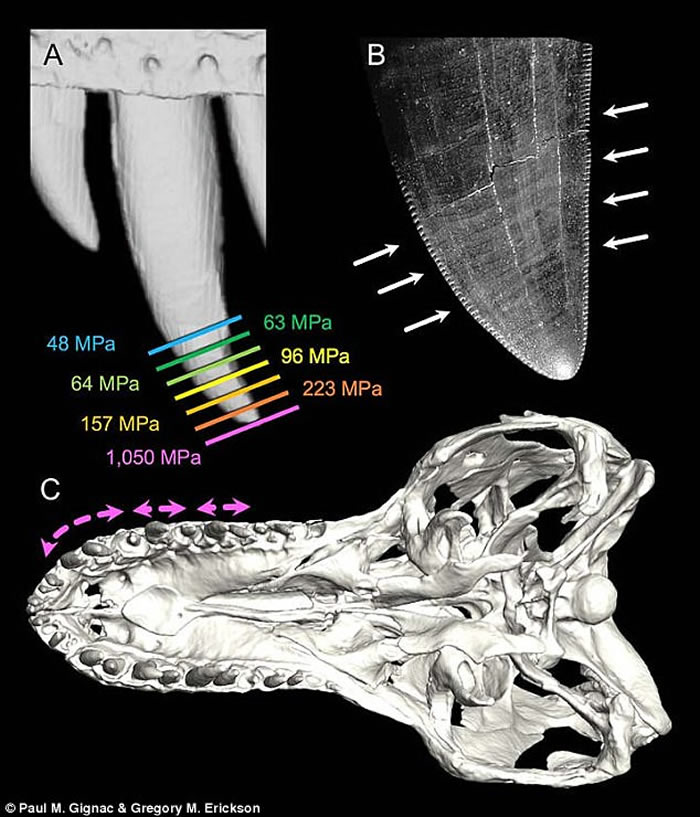 ����������ѧ���о����ְ�����ҧ������ �൱��3��С��������������