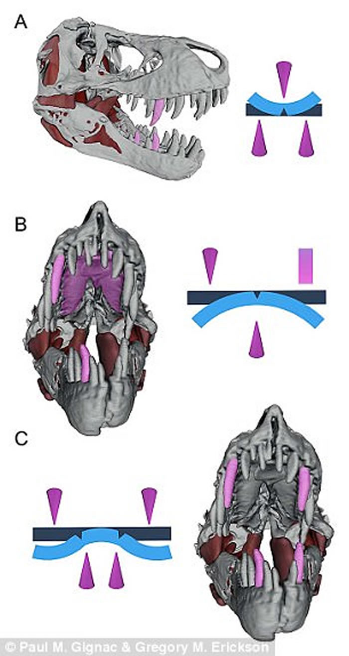 ����������ѧ���о����ְ�����ҧ������ �൱��3��С��������������