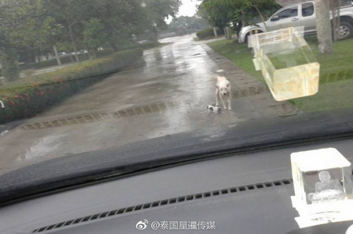 ̩��һֻ��ɫ���˹���ס������ȡ�