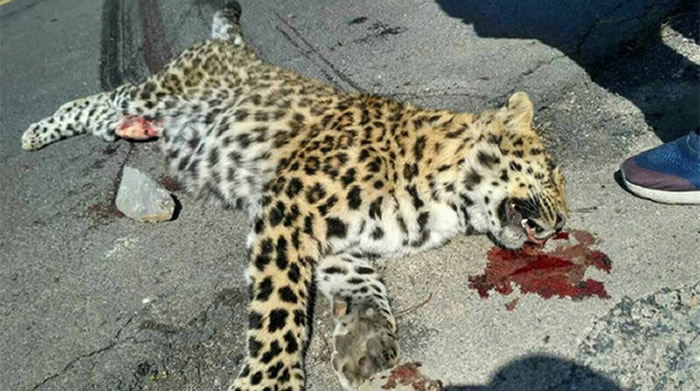 ɽ괨޹·һֻɱײĽǮ