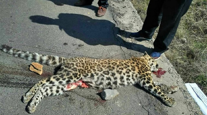 ɽ괨޹·һֻɱײĽǮ