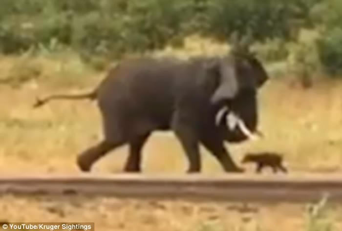 Ϸǿ³ҹ԰¸Сˮţ˴